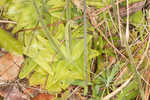 Yellow butterwort